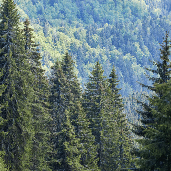 Foreground is green trees and background lighter green trees on mountain. Church Equip Potential and Power of Prayer Church Equip Curriculum