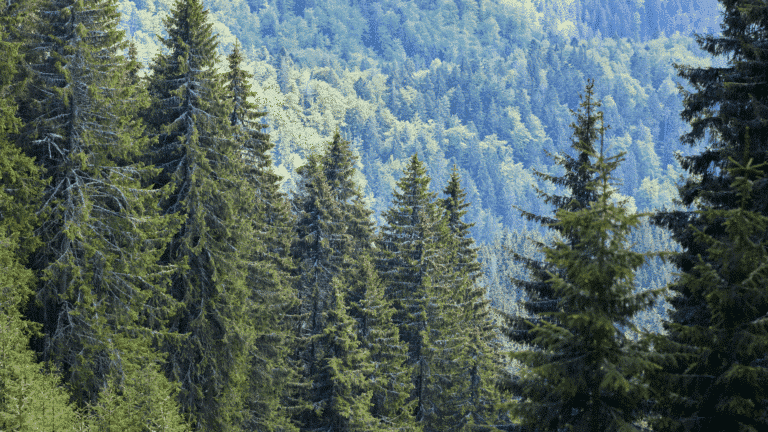 Foreground is green trees and background lighter green trees on mountain. Church Equip Potential and Power of Prayer Church Equip Curriculum
