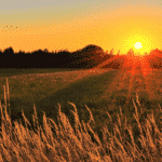 Sunset outside in grass field with wheat in the foreground Church Equip Curriculum Church Equip Living God's Mission in Your Life
